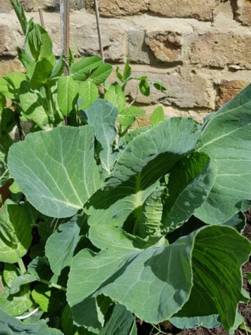 Growing Collard Greens From Scraps And Stems