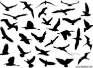 30 Flying Birds