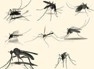 Escovas de mosquito