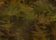 Cannabis camuflaje