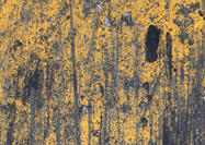 Yellow Wall Texture