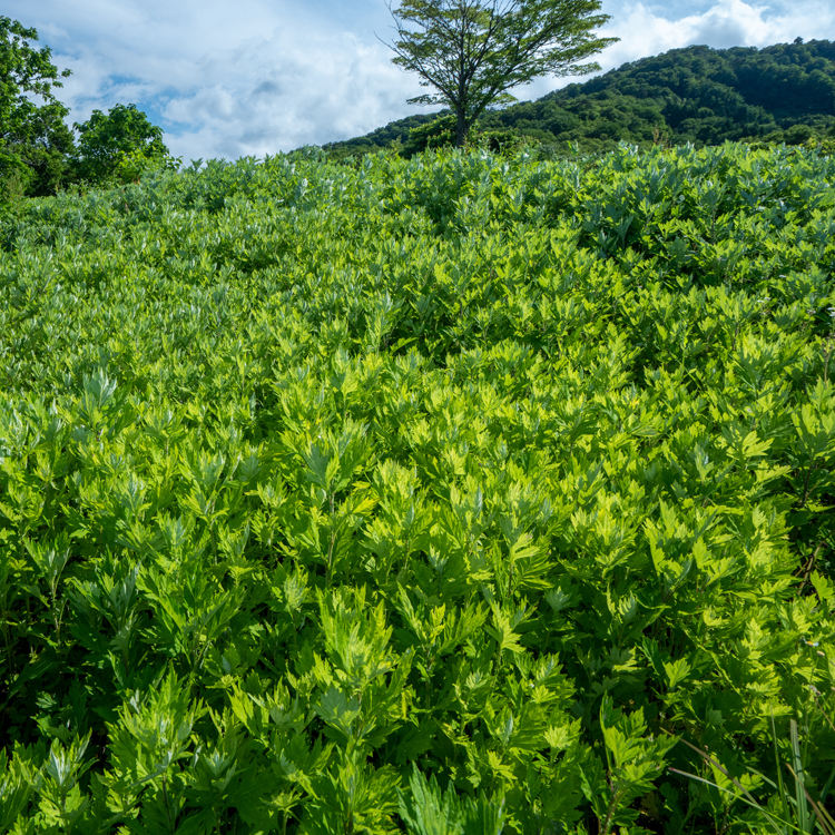 和漢植物発酵液（酵素ドリンク） Herbs to FLORA