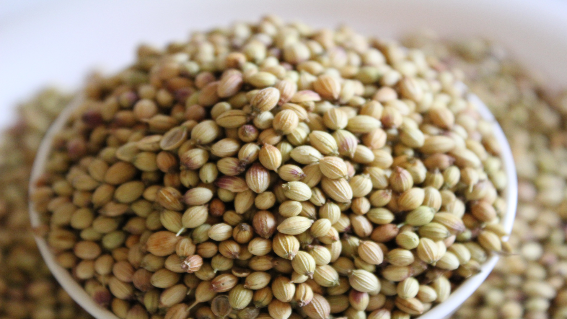 Coriander seed