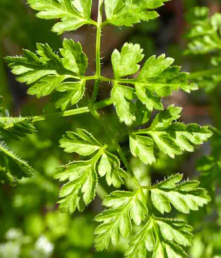 chervil substitute