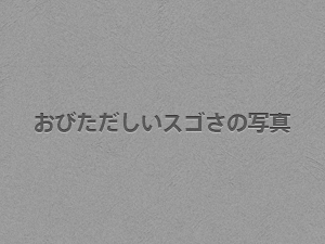 おびただしいスゴさの写真