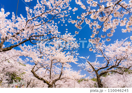 《新潟県》桜満開・春の高田城址公園 110046245