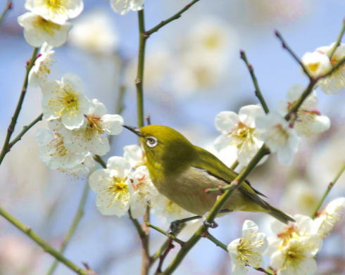 松濤園で梅見茶会、瀬戸内の景色を背にお茶席を