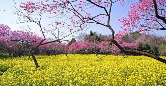 桃色の園「ラ・スカイファーム」に菊桃を見に行こう！