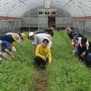 ＊【江口農園】タイ屋台999提携農家!!毎日新鮮な野菜!!