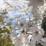 妙心寺山内 退蔵院 - 今年の桜は密やかに・・・