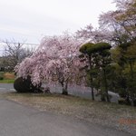 夜がらす山荘　長多喜 - 敷地入り口に咲くしだれ桜