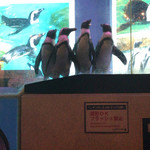 Penguin no Iru Dining bar Okinawa - 