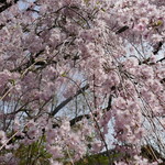 妙心寺山内 退蔵院 - 