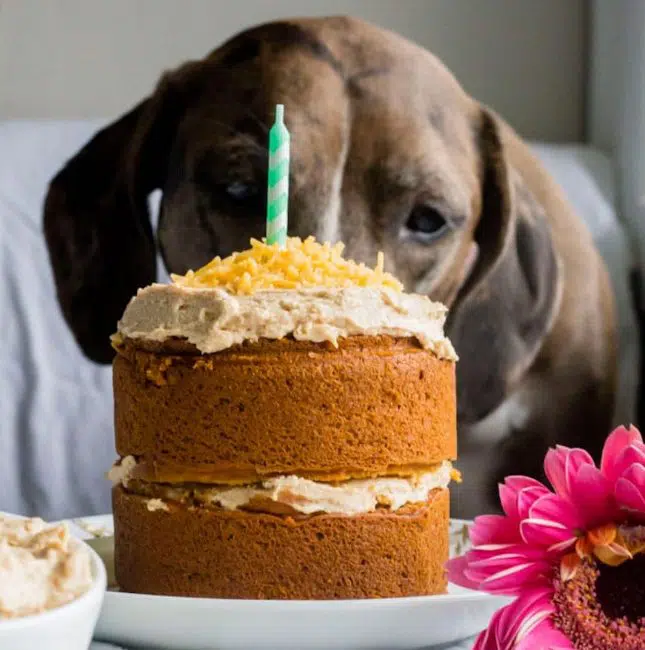 dog eating cake