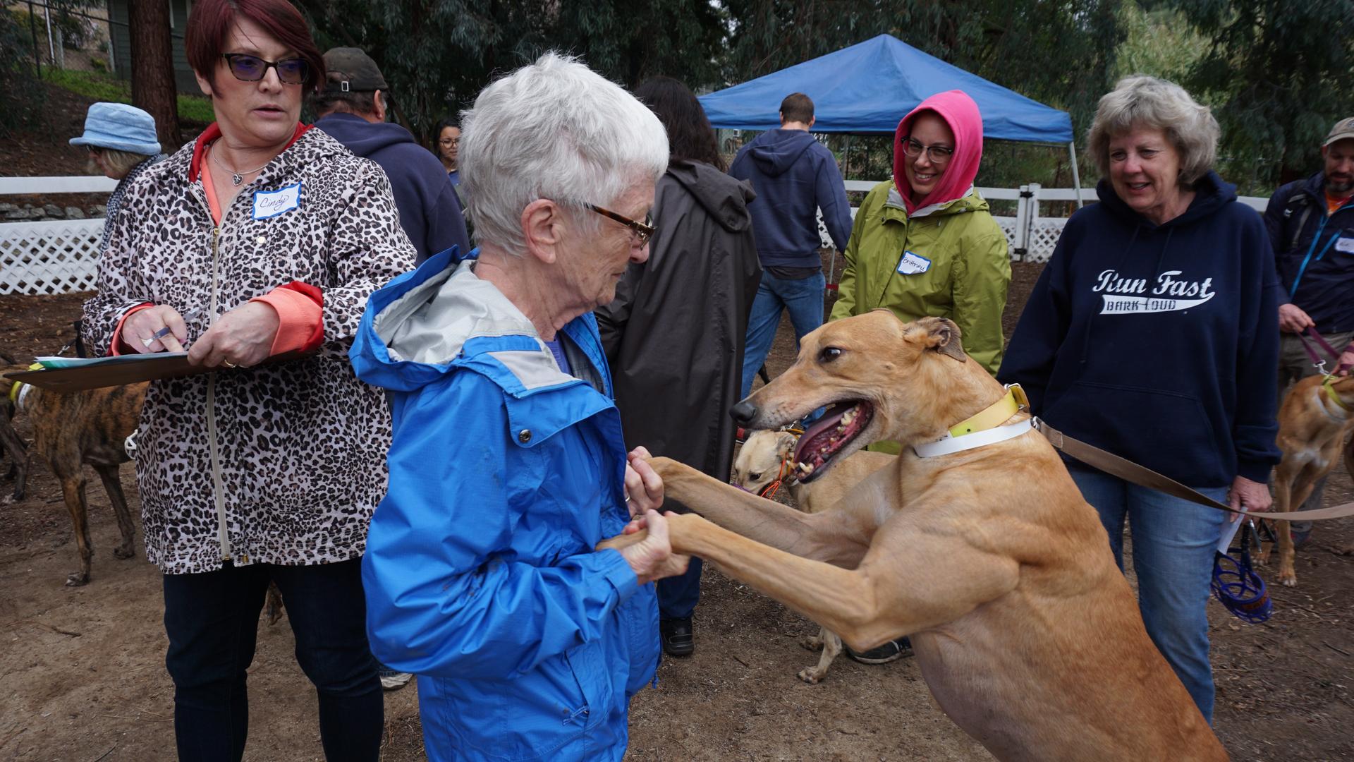 Cross-border dog adoption