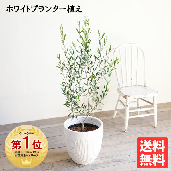 観葉植物 オリーブの木 オリーブ ホワイトプランター 選べる鉢 送料無料 鉢植え 玄関 おしゃれ インテリア 中型 大型 テラス ベランダ 結婚式 記念樹 寒さに強い 花 ガーデン DIY 楽天 通販 ギフト プレゼント育てやすい 御祝 開店祝 開業祝 新築祝 引っ越し祝い