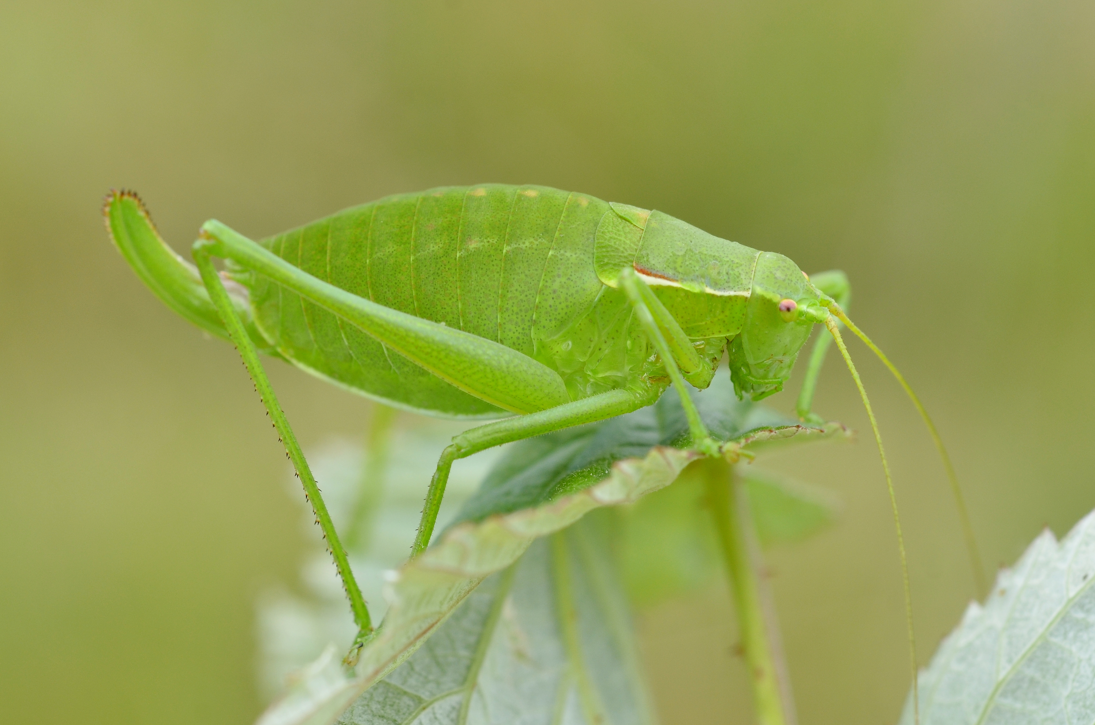 Isophya pyrenaea female (14847767079).jpg