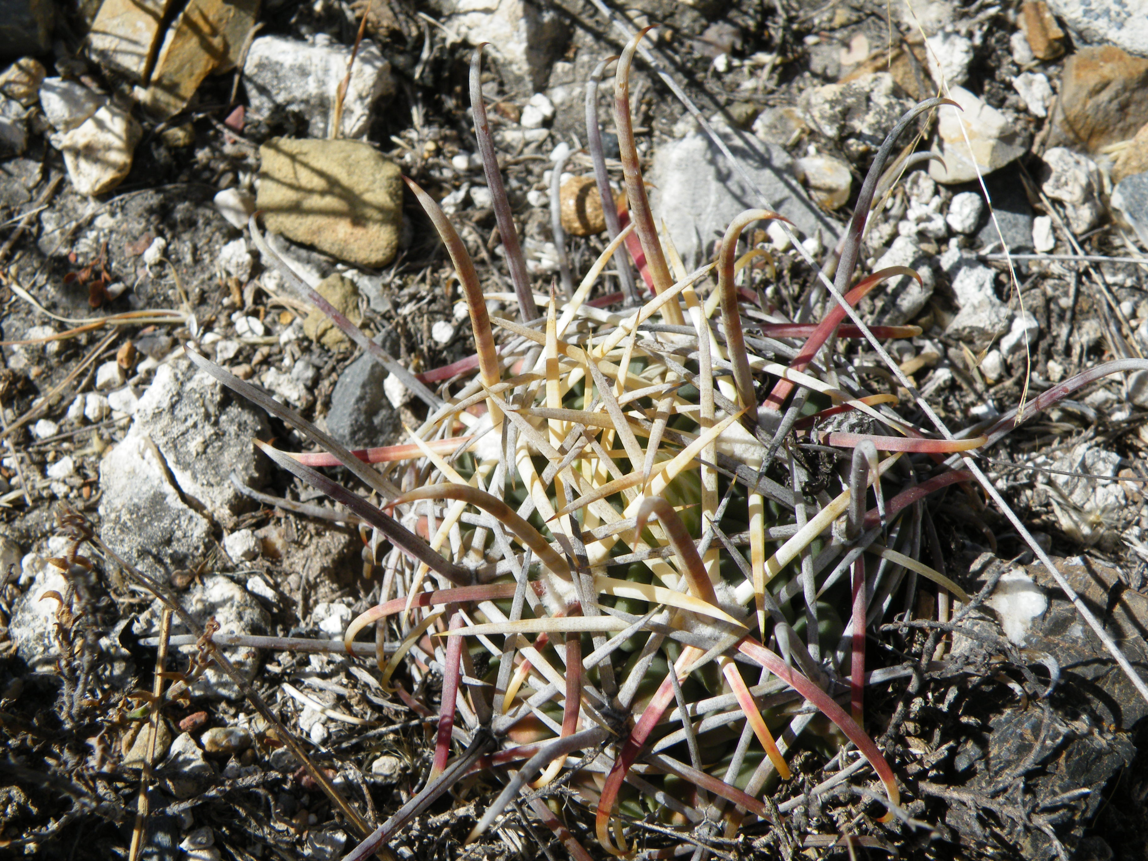 Sclerocactus mathsonii (5740349873).jpg