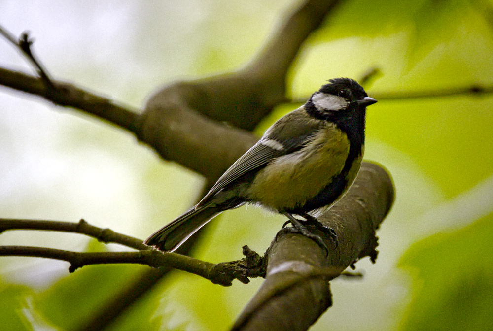 Great tit (18075066989).jpg