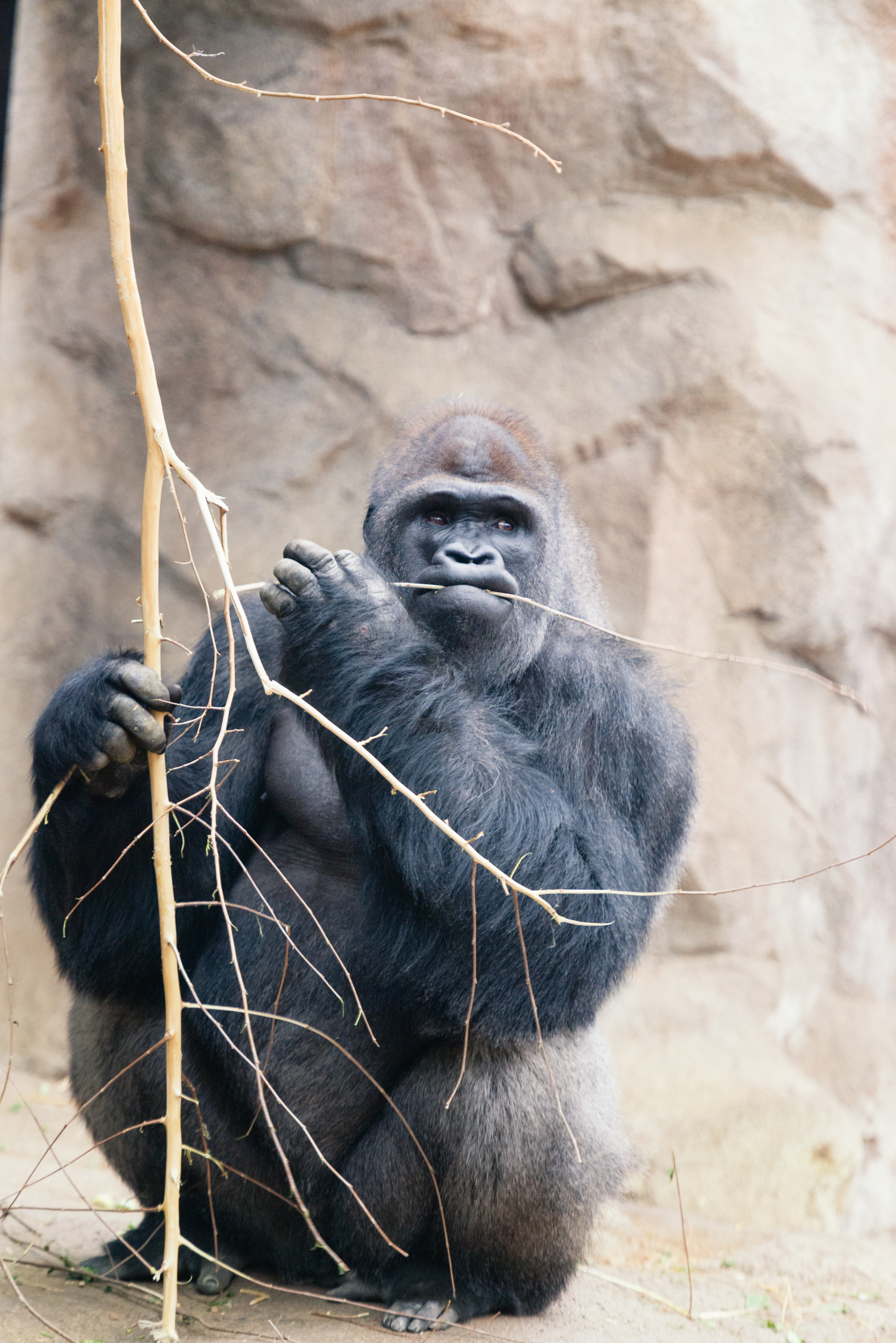 Gorilla With a Big Stick (17858574120).jpg