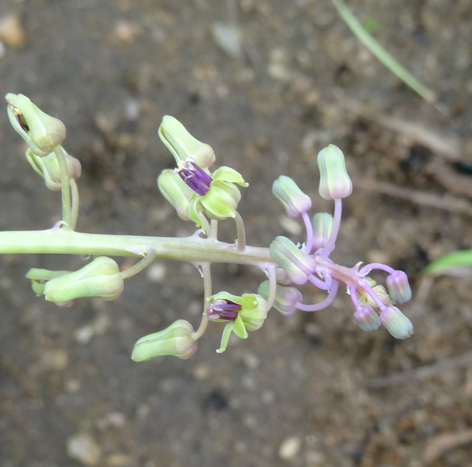 Ledebouria sp. Nipataco 2 (21947368993).jpg