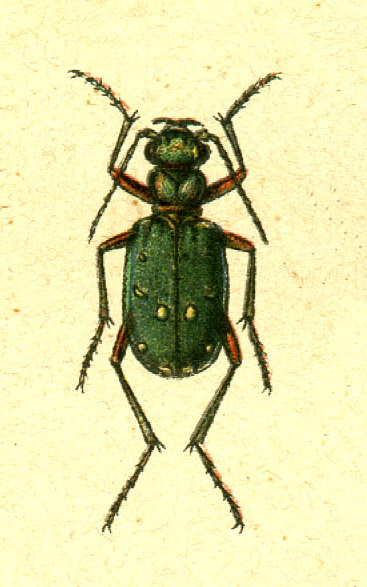 File:Cicindela campestris jacobs.jpg