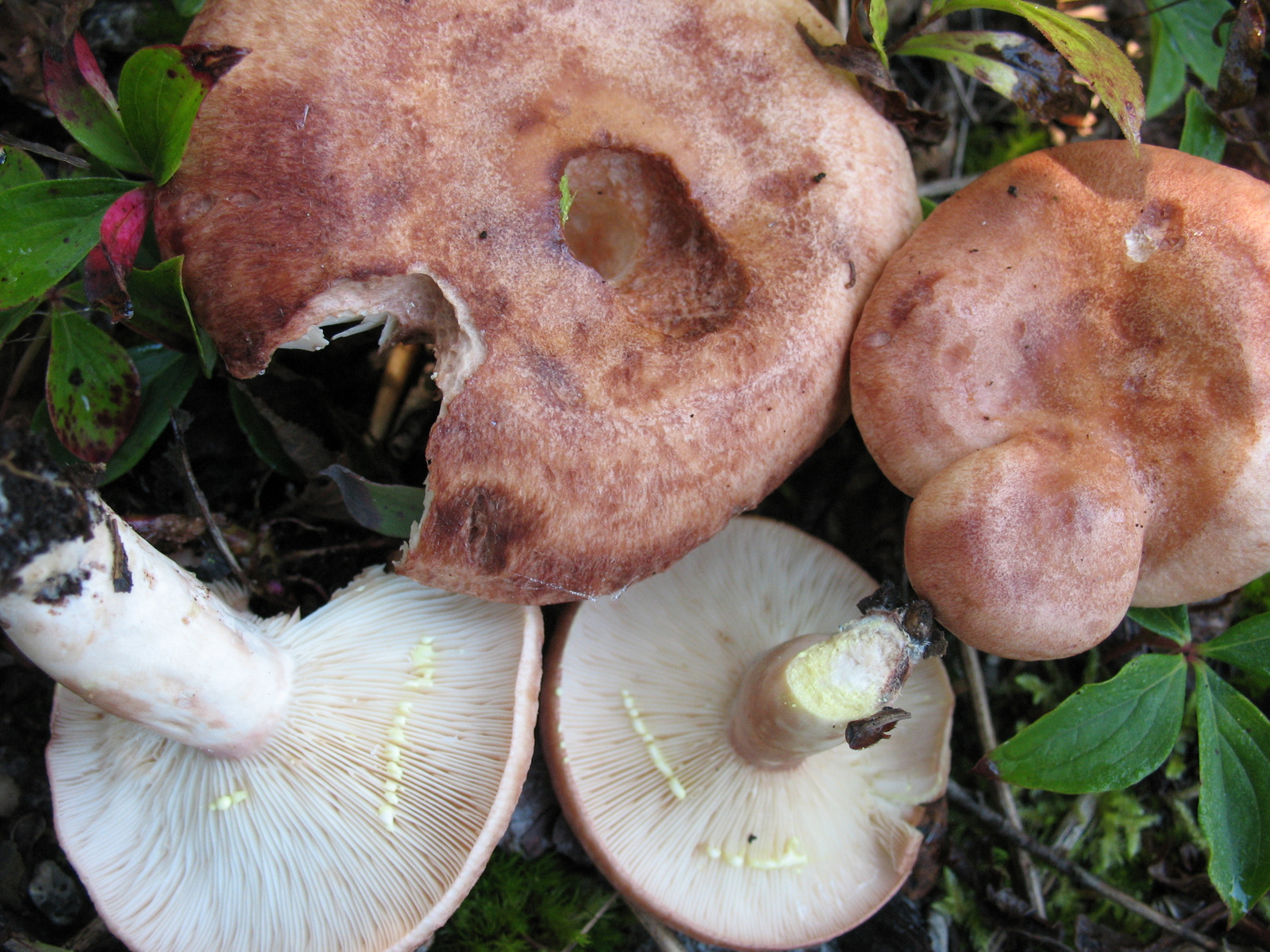 Lactarius vinaceorufescens (7986139301).jpg