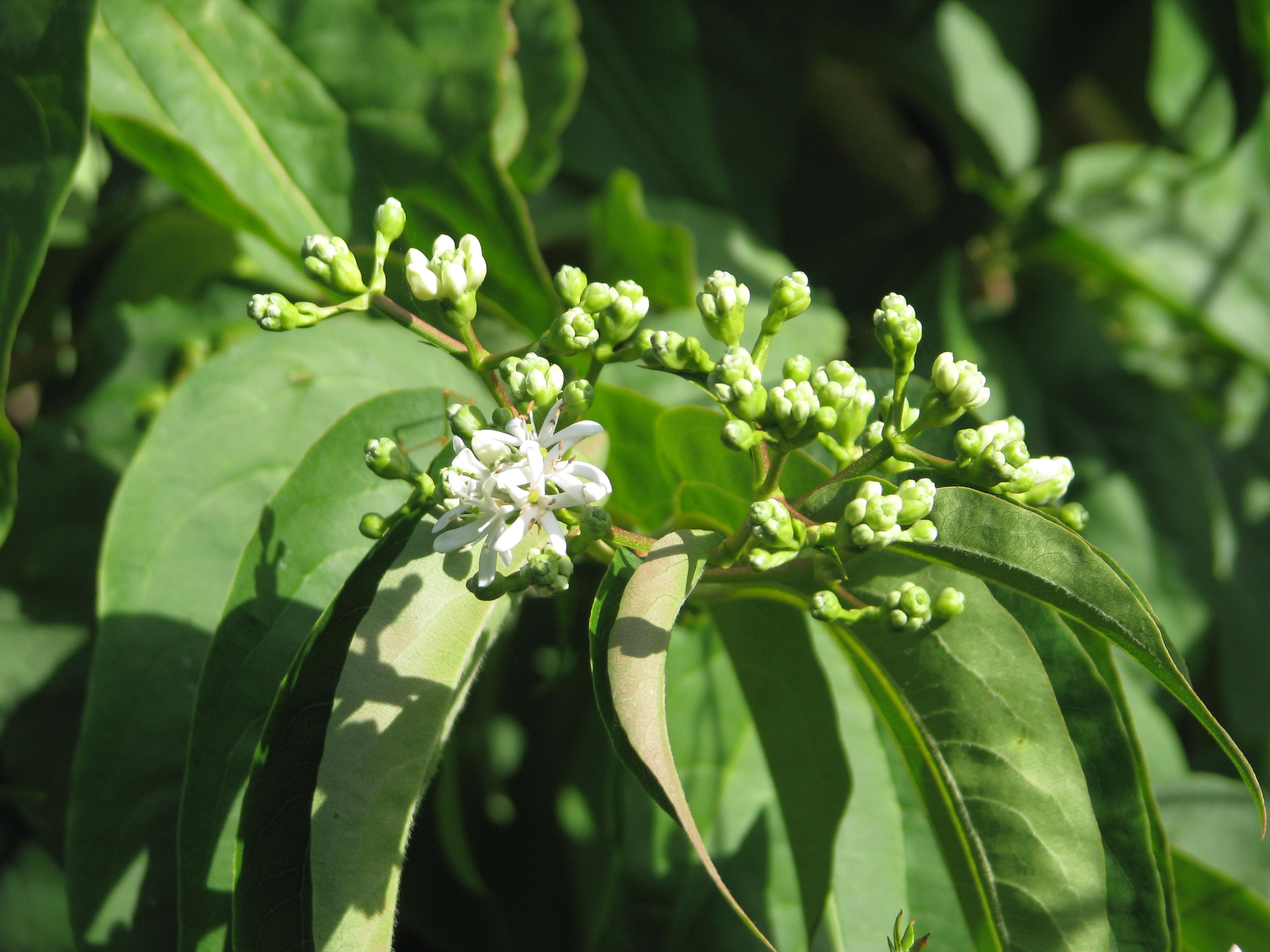 Heptacodium miconioides (14718170178).jpg