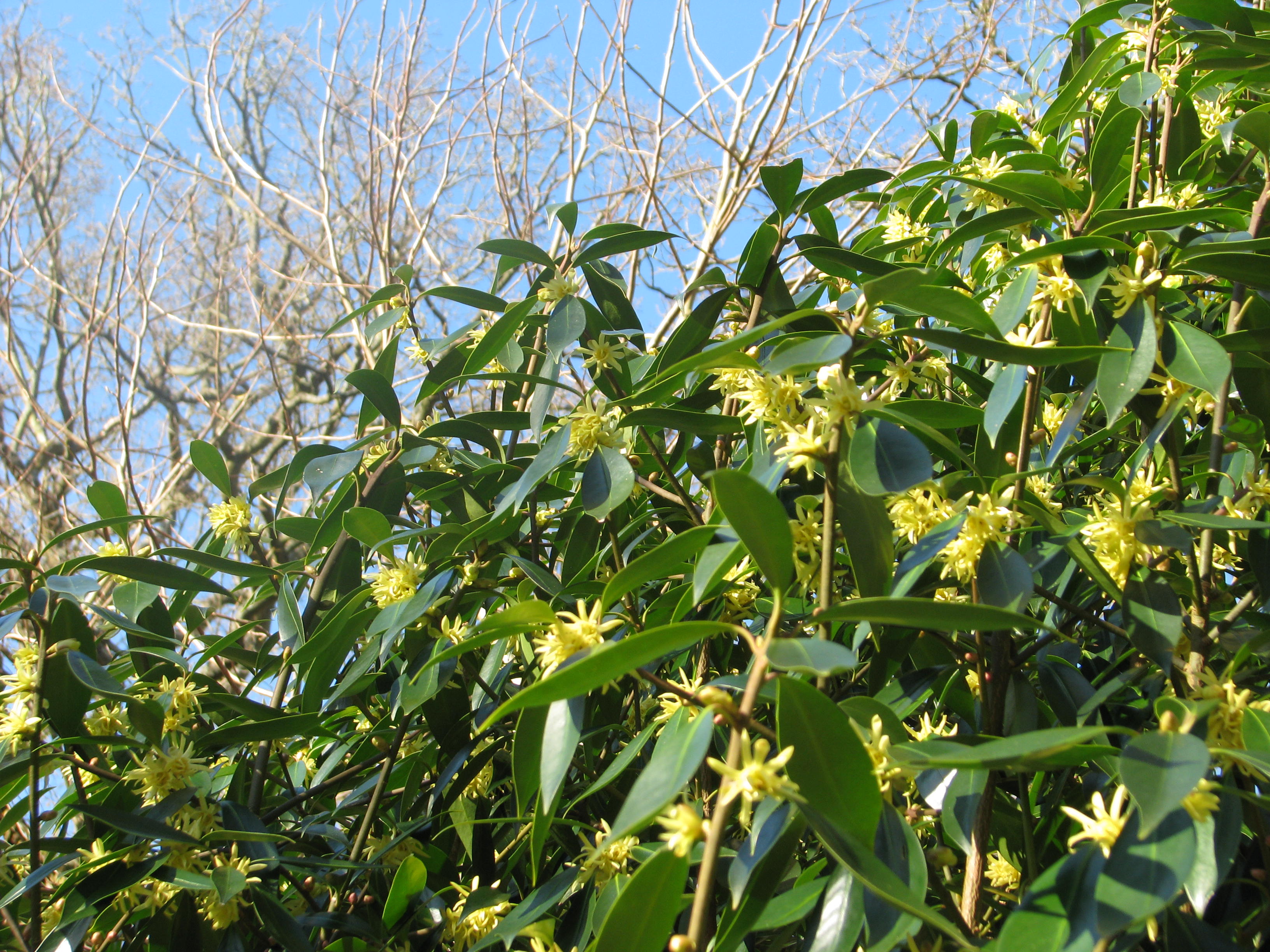 Illicium simonii (12994661213).jpg