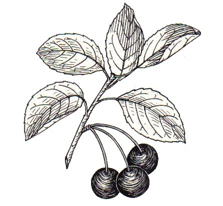 File:Cherry (PSF).jpg