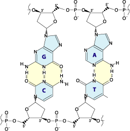 File:AGCT DNA mini.png