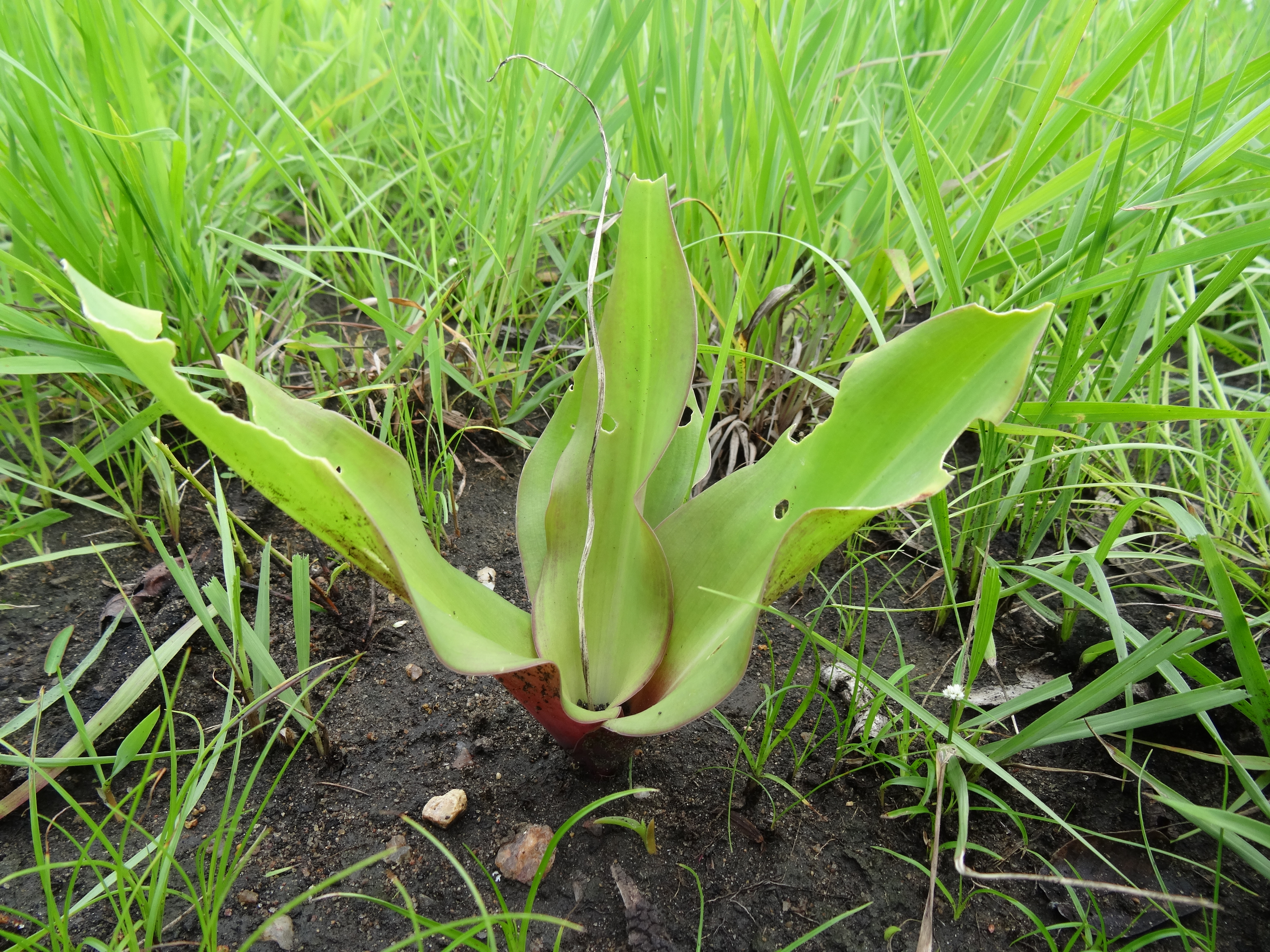 Ledebouria sp. Nipataco 1 (21945833664).jpg