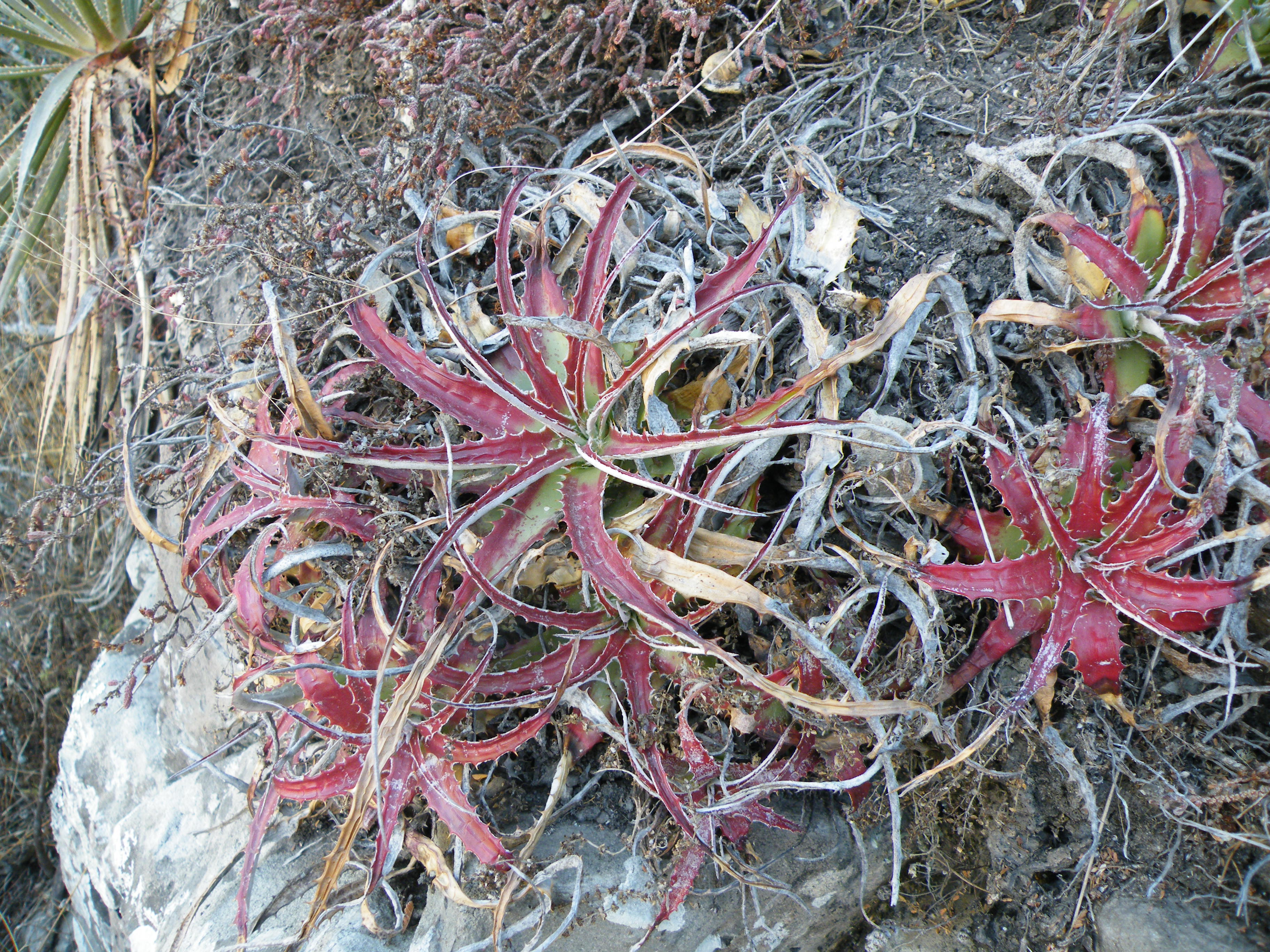 Hechtia species (5734426332).jpg