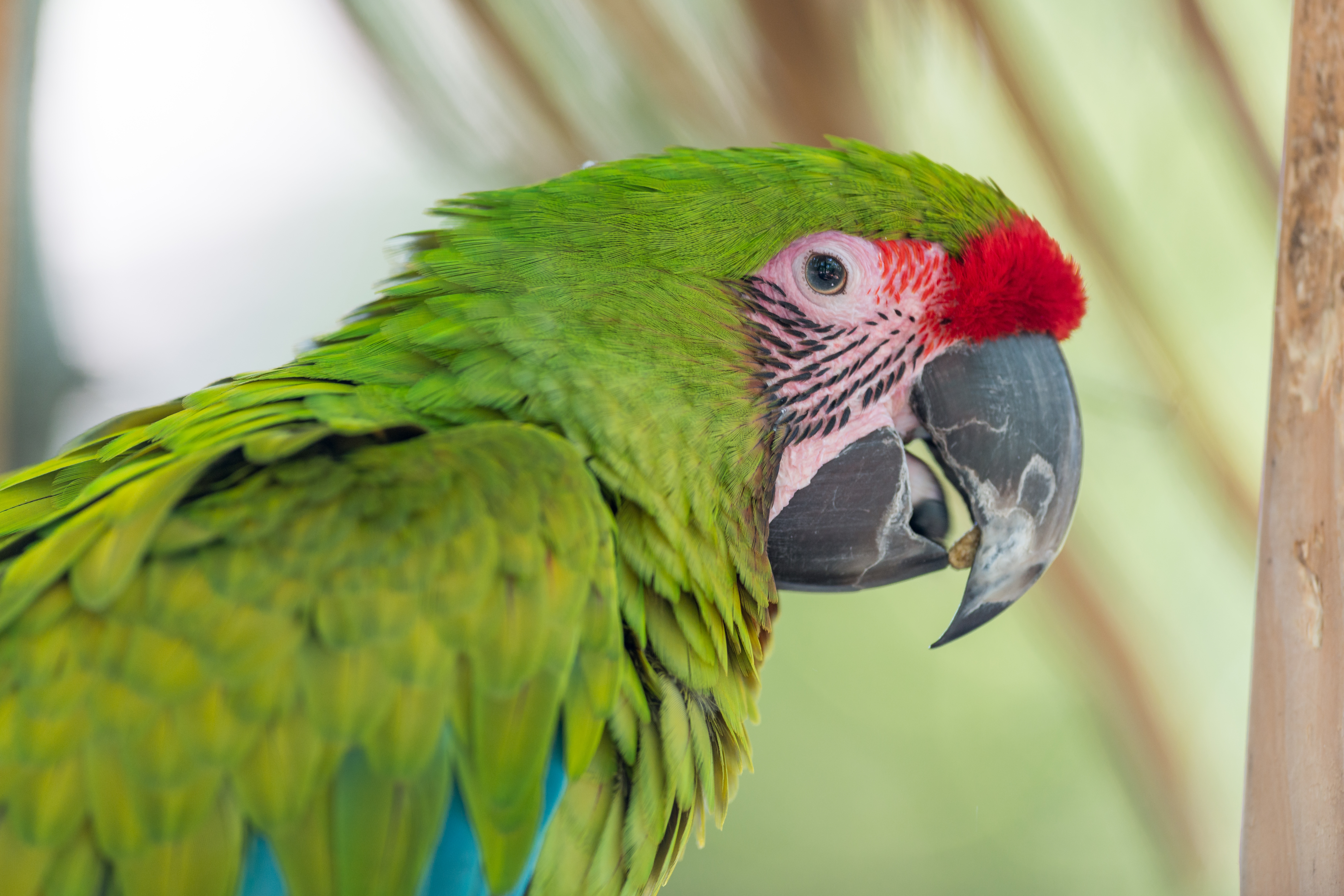 Great Green Macaw (19616518859).jpg