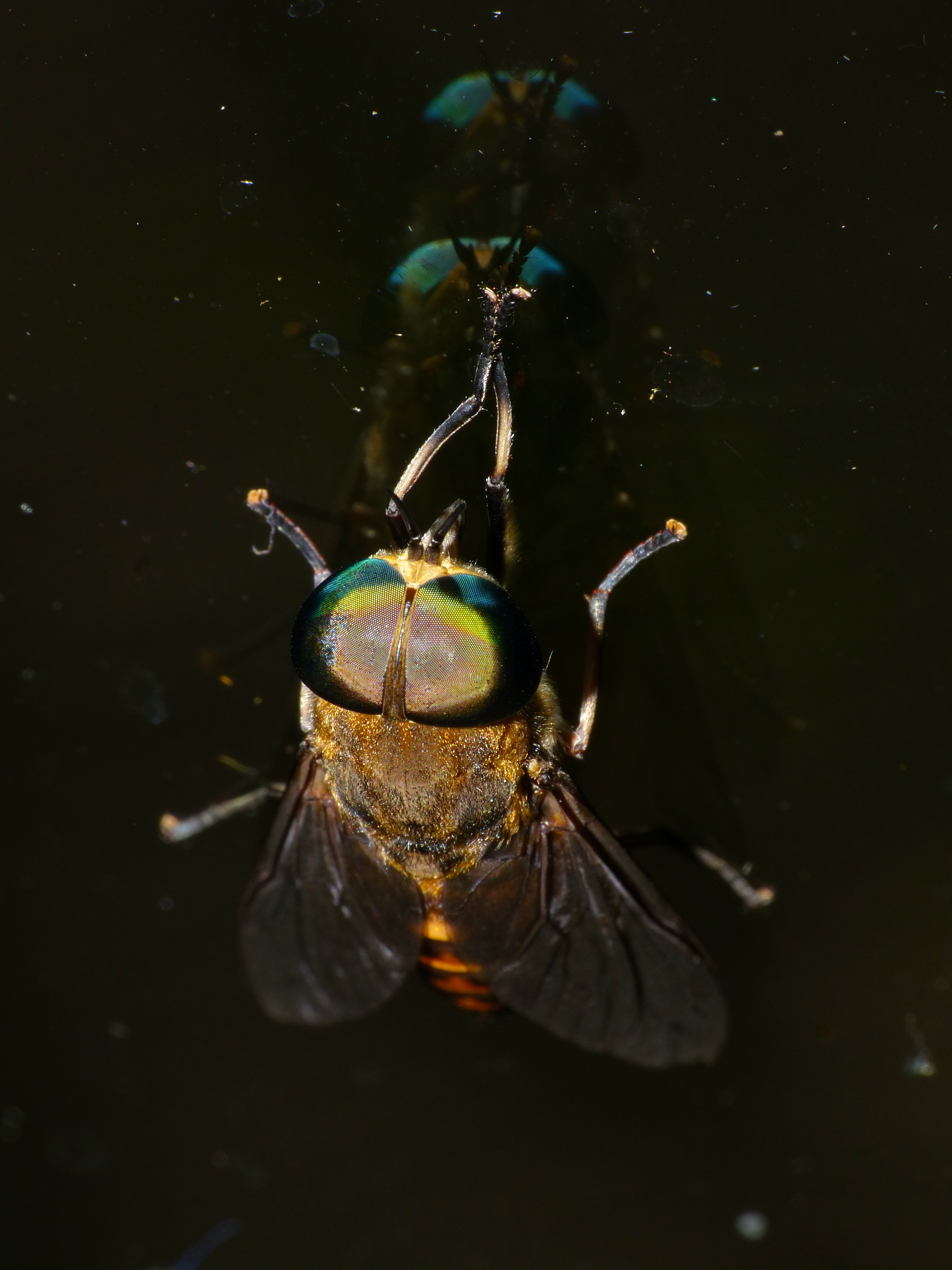 Horse Fly (Tabanidae) (15592717115).jpg