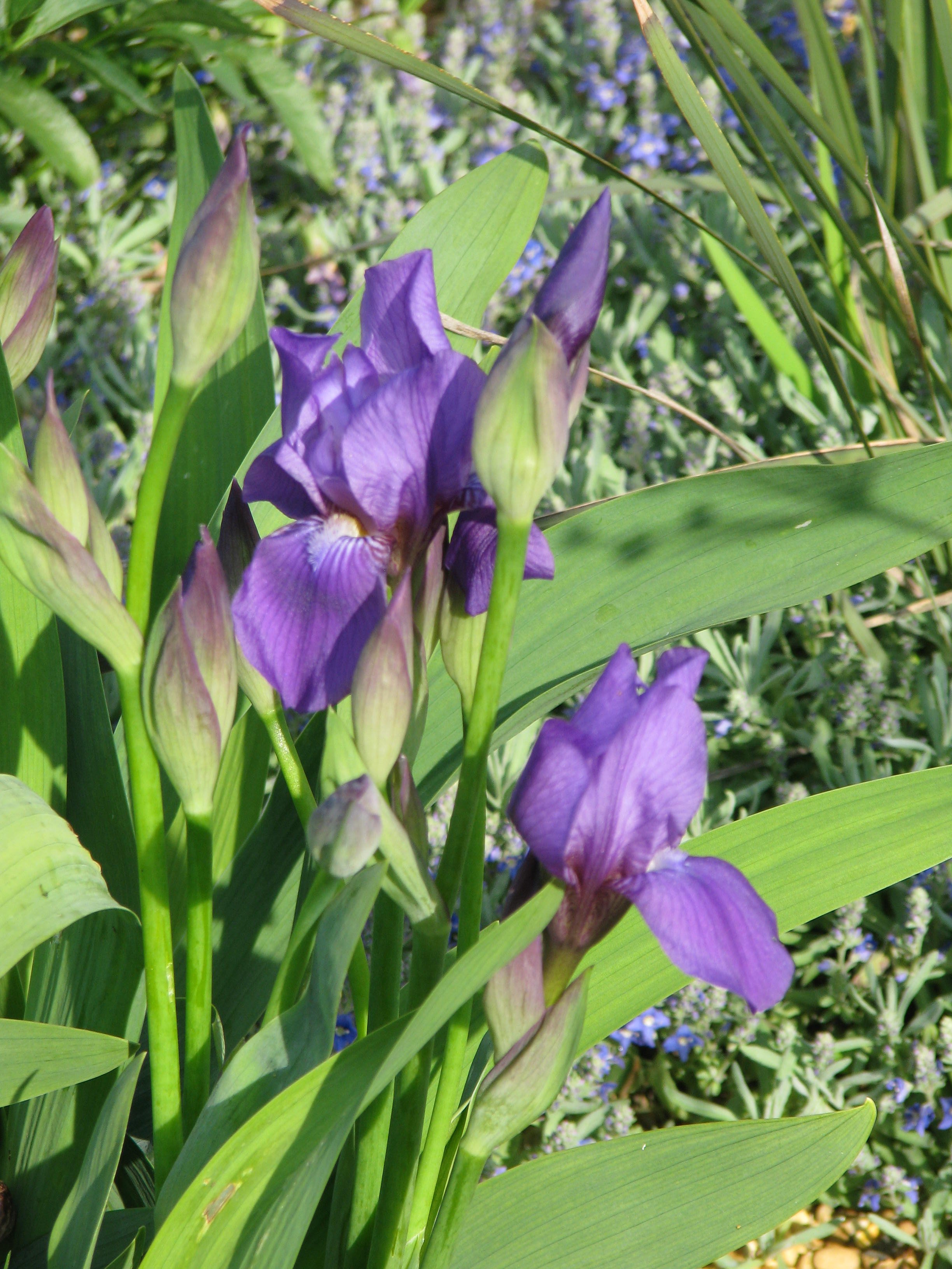 Iris aphylla (8838395972).jpg