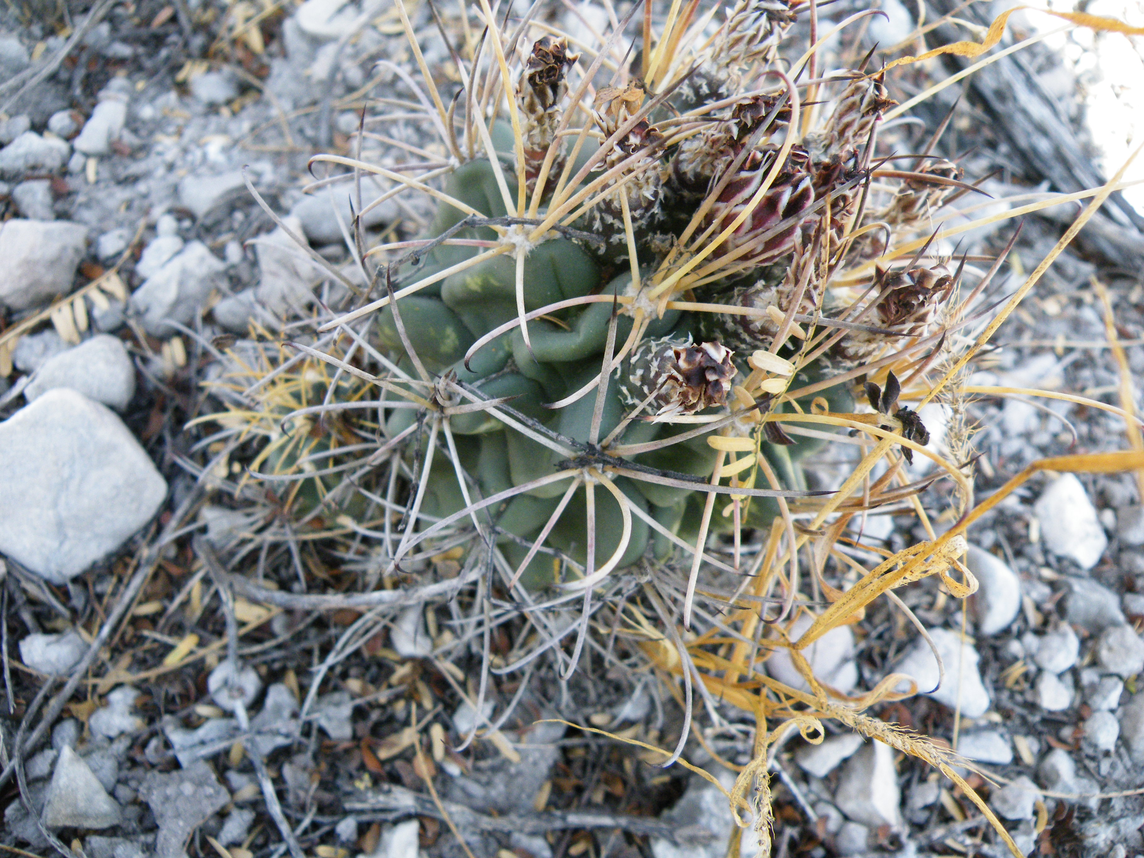 Sclerocactus uncinatus (5710899164).jpg