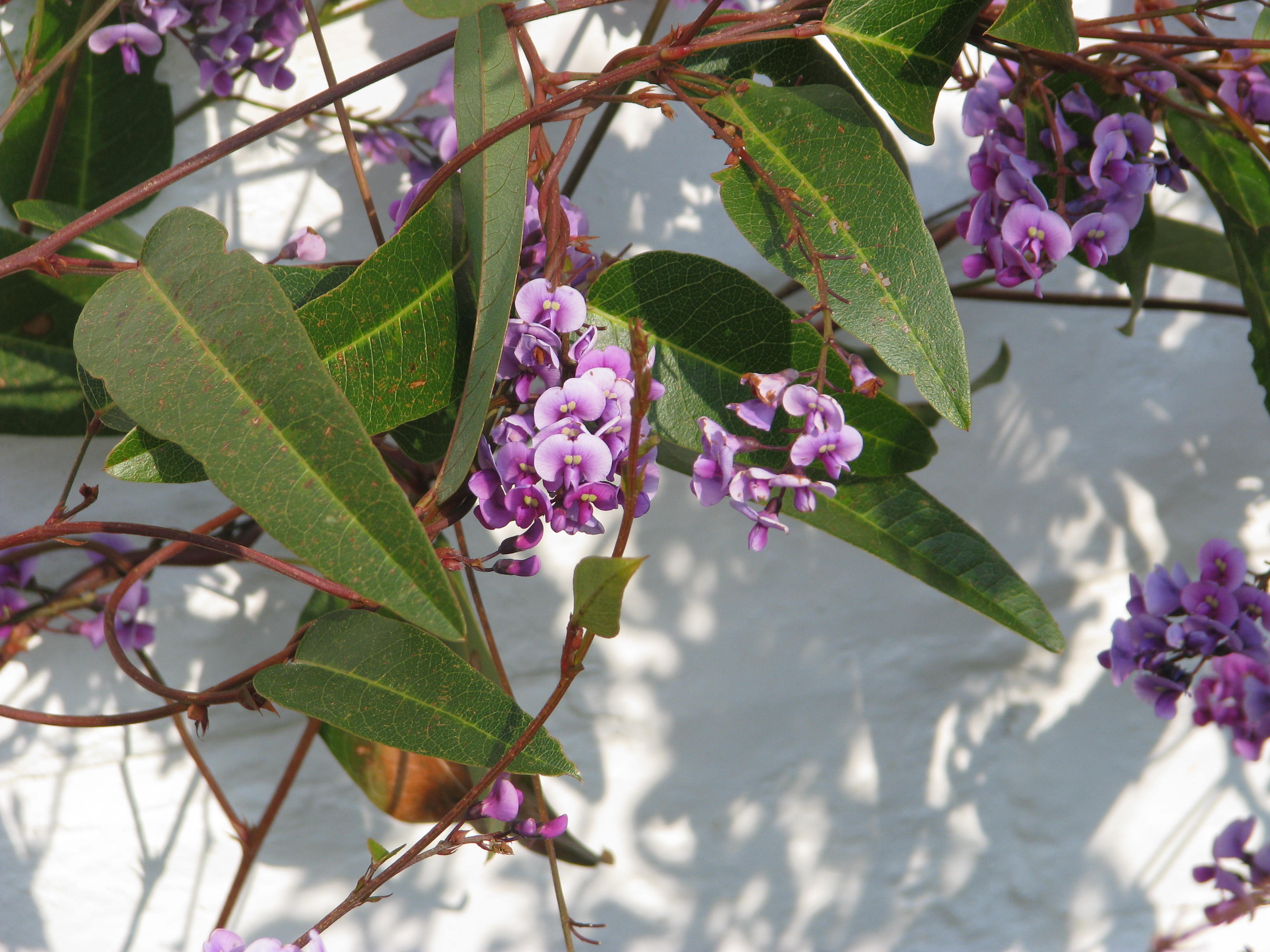 Hardenbergia violacea (13464774174).jpg