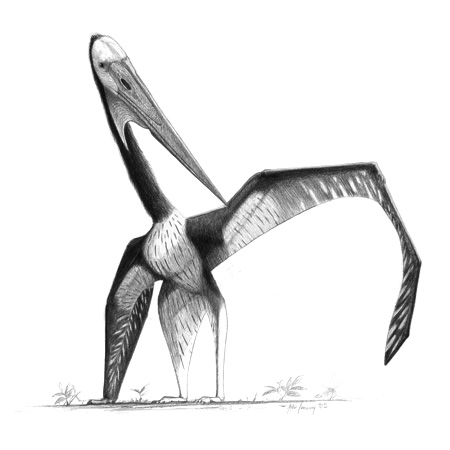 File:Zhenjiangopterus jconway.jpg