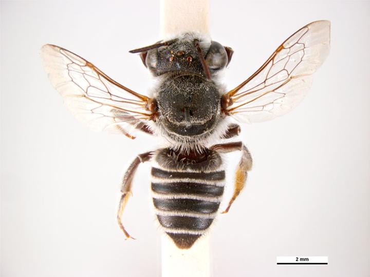 File:Megachile obtusa m.jpg