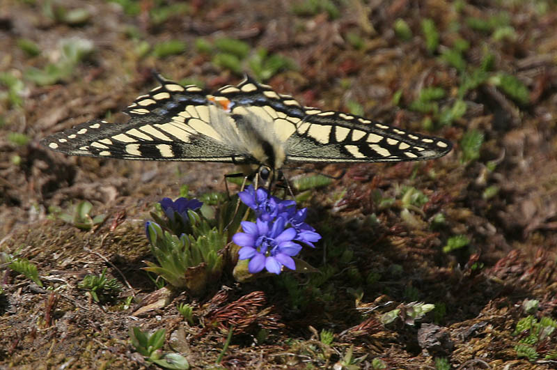 File:Common Yellow Swallowtail - Papilio machaon I IMG 7209.jpg