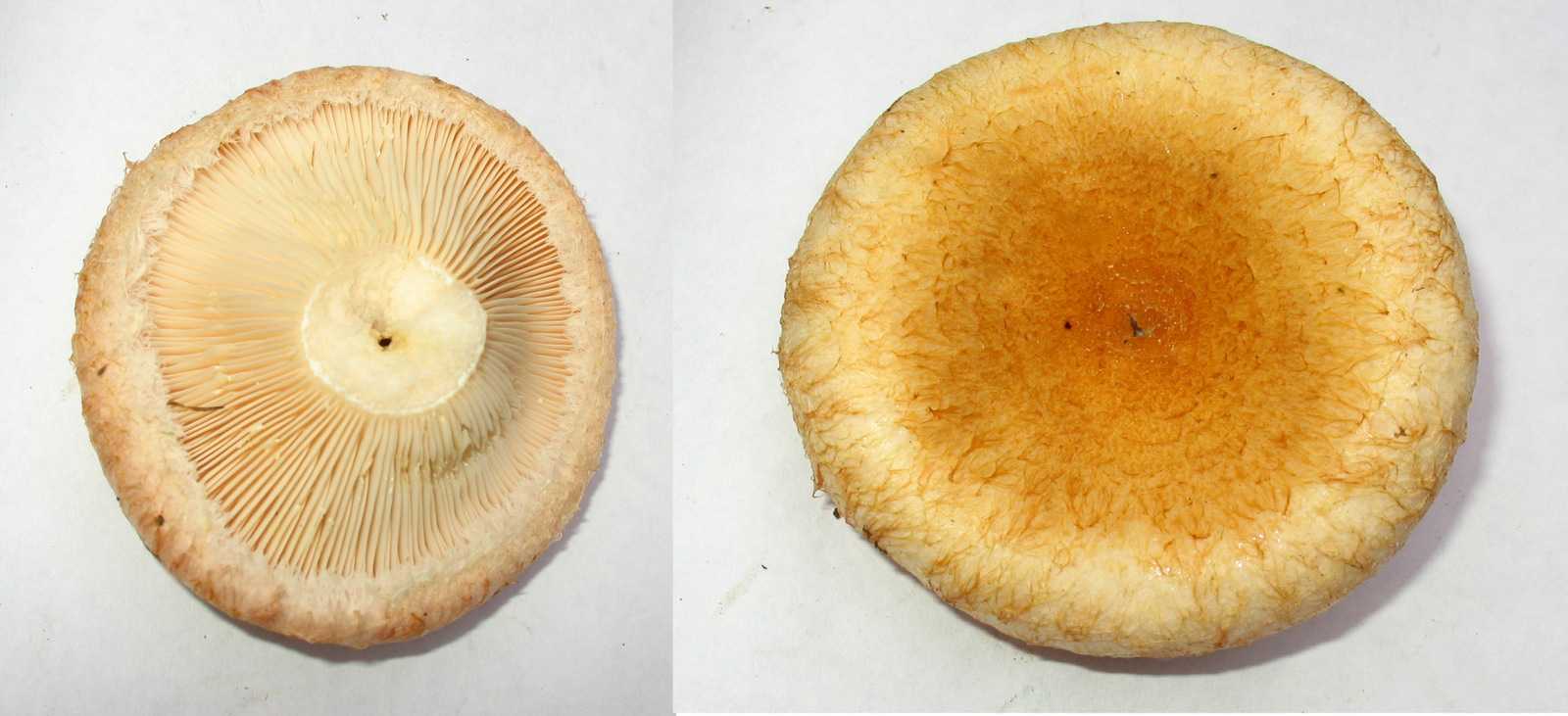 Lactarius torminosus (7965802006).jpg