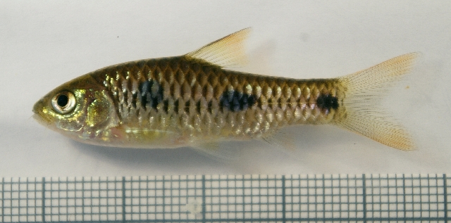 File:Barbus trispilos.jpg