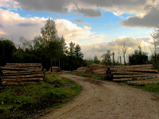 File:Brown Hill Plantation near Newtown - geograph.org.uk - 57278.jpg