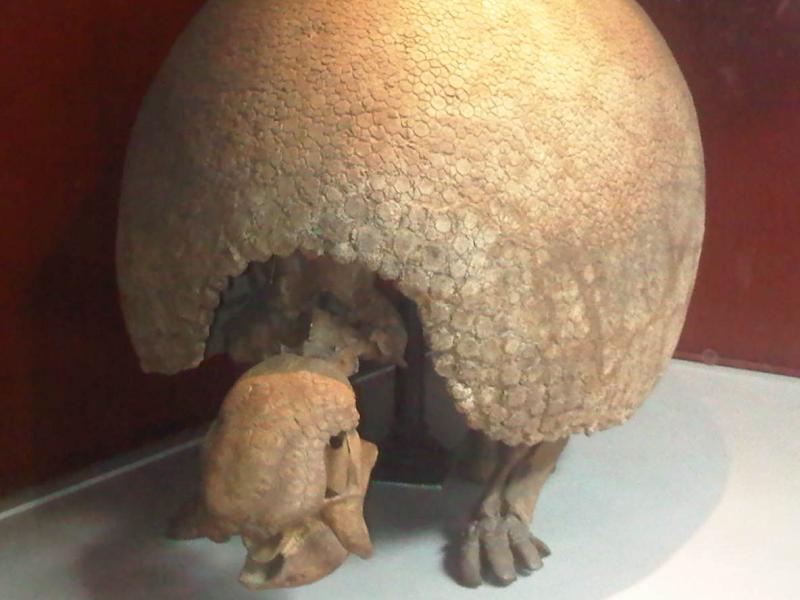 File:E - Glyptodon clavipes 2.jpg