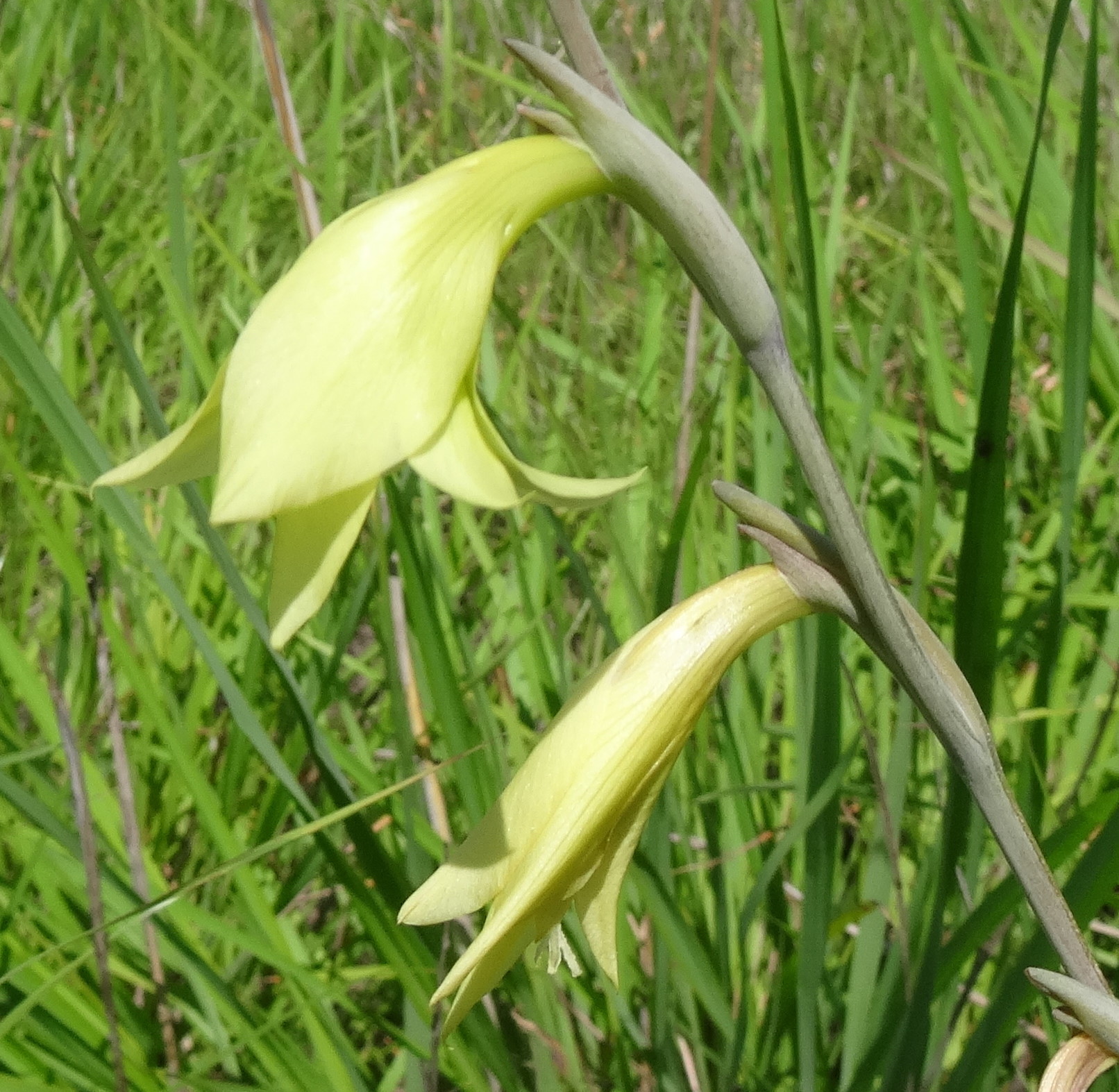 Gladiolus Jaiane 2 (12377736785).jpg