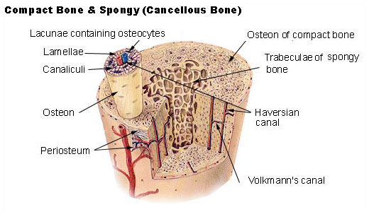 File:Illu compact spongy bone.jpg