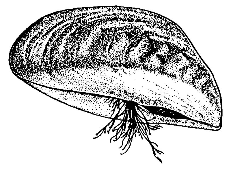 File:Zebra mussel GLERL 1.jpg