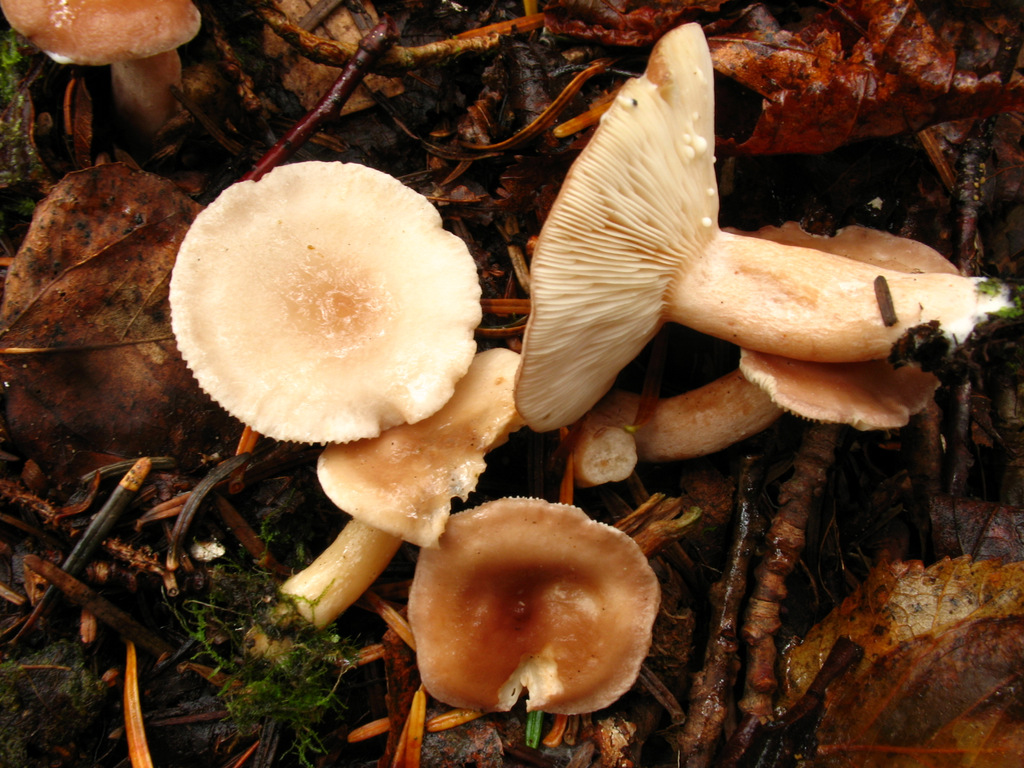 Lactarius sp (8021246746).jpg