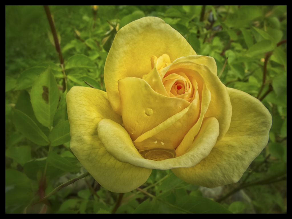 Yellow rose (7170979129).jpg